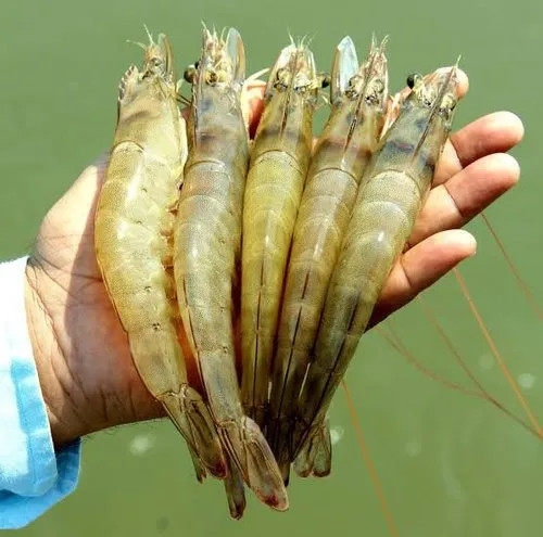 Vannamei Shrimp